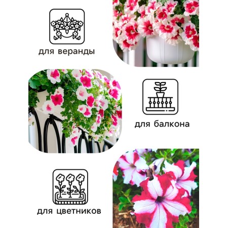 Petunia Seeds "Rose and White" F1 multi -flowered terry, 10pcs-2