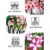 Petunia Seeds "Rose and White" F1 multi -flowered terry, 10pcs