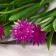 Bouquet "Dandelion of medicinal" 2.5x32 cm, mix