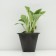 Khosta Tudauma "Flavocyricinalis", pot C3, 1 pc, spring 2024