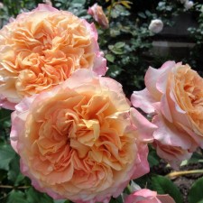Seedling rose 
