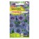 Flower flower seeds "Florence", stunted, seed. ALT, c/p, 0.2 g