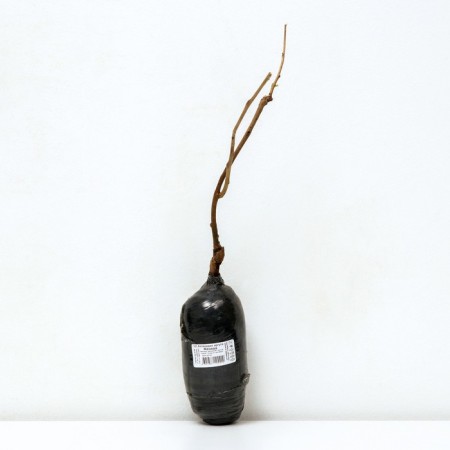 Actinidia Argut (Northern Garden series) "Geneva", 1 pc, tube, spring 2025-2