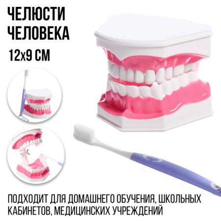 Game set "Human Jaw Model", 12 × 9 cm, with a brush, a mix of a mix