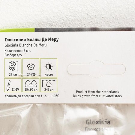 Gloxinia "Blanche de Meru", rr 4/5, 1 pcs-2