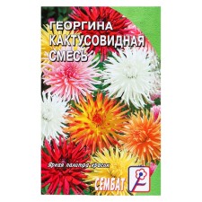 Georgin flowers are a cacti -shaped mixture, o, 0.1 g
