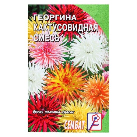 Georgin flowers are a cacti -shaped mixture, o, 0.1 g