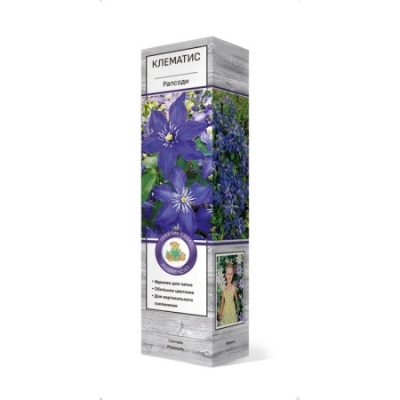 Clematis large -flowered "Rapsodi", 1 pc, tube, spring 2025