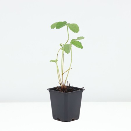 Strawberry Gardener Anablanka, P9 Pot, 1 pc, summer 2024-1