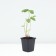 Strawberry Gardener Anablanka, P9 Pot, 1 pc, summer 2024