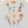 Plastic stickers "Flowers and quotes. Yellow" set 12 pcs 8.5x21.5x0.2 cm