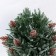 Bonsai in the pot "coniferous bush" 10x24 cm