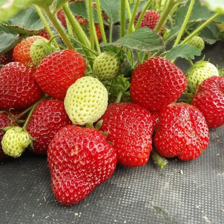Strawberry seedlings of frigo clerics a+ (15-20 mm), p9 pot