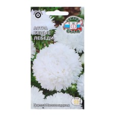 Flowers of Astra 