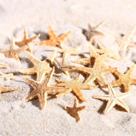 A set of natural sea stars, 1.5 - 2.5 cm, 20 pcs-1