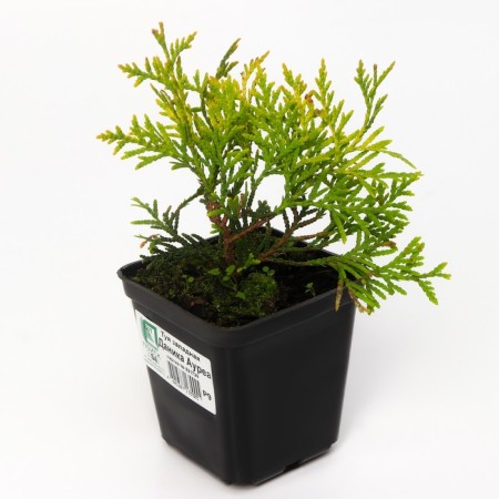 Thuja western "Danika aurea", p9, 1 pc, spring 2024-1
