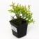 Thuja western "Danika aurea", p9, 1 pc, spring 2024