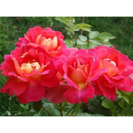 Seedling rose park "Decor Harlequin", tube, 1 pc, spring 2025