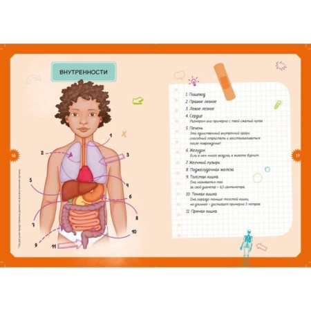 Interactive children's encyclopedia with magnets "Human Body" (in the box)-6