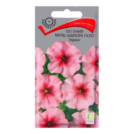 Flower flowers petunia of multiflora Galo Eprikot, 10pcs