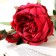 Artificial flowers "Rose Trio" 10x65 cm, burgundy