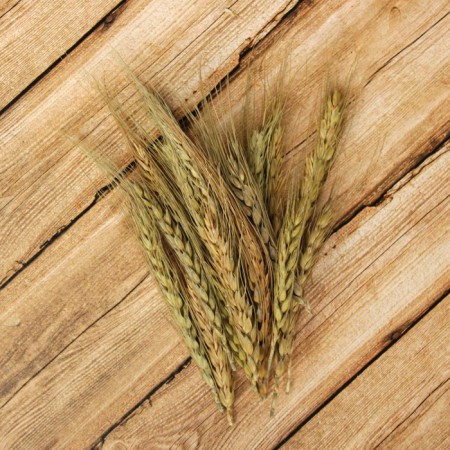 Dry Colossus of wheat, set 20 pcs.-2
