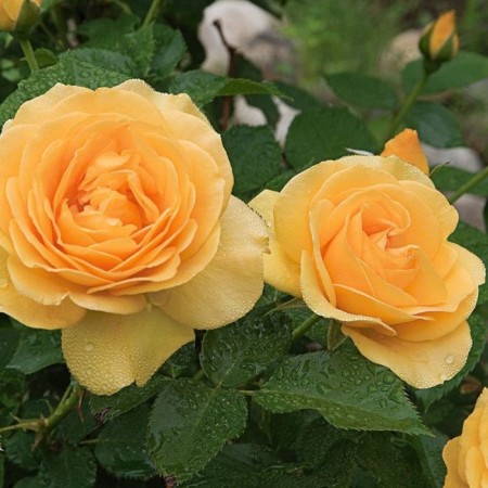 Seedling rose Julia Child, floribunda, pot 2 l., Summer 2024