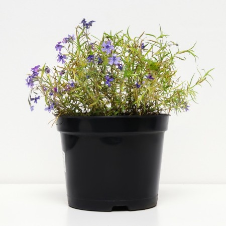 Flox Shilled Beauty, C2 pot, H10-50 height, 1 pc, summer 2024-1