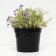 Flox Shilled Beauty, C2 pot, H10-50 height, 1 pc, summer 2024
