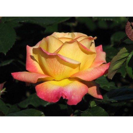 Rose Meyan Tea-Hibride Pulman Orient Express, C3.5 pot, H25-45 height, 1 pc, summer 2024 90