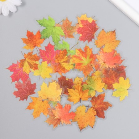 Stickers for creativity plastic "Maple leaves" set 40 pcs 0.3x8x14.8 cm