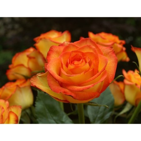 Seedling rose tea-hybrid Golden Medzhik, 1 pc, spring 2024