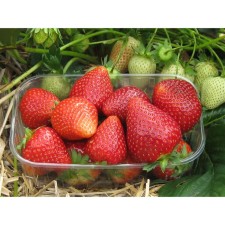Strawberries Garden Asia NF 421, P9 pot, 1 pc, summer 2024