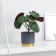 Bonsai in the pot "Belonia decorative" 7x15 cm