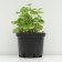Violet Nursing "Alba", pot C2, 1 pc, spring 2024