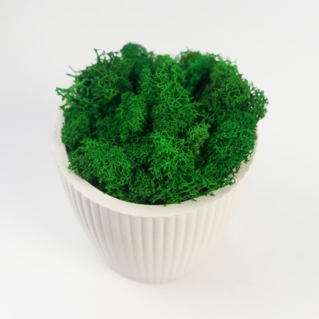 Kashpo concrete "Beauty" height 8 cm white with moss (moss green stabilized)-1
