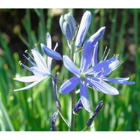 Kamassia Kvamash Blue Melody, 5/6 rr, 10 pcs, 60 h (cm), autumn 2024