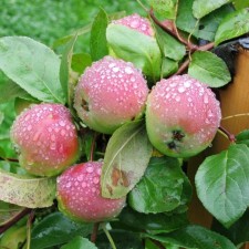 Seedling apple tree with a standard, winter variety, pot 9*9*14, summer 2024