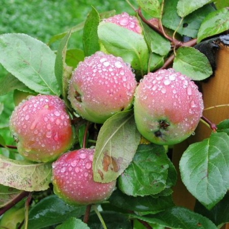 Seedling apple tree with a standard, winter variety, pot 9*9*14, summer 2024