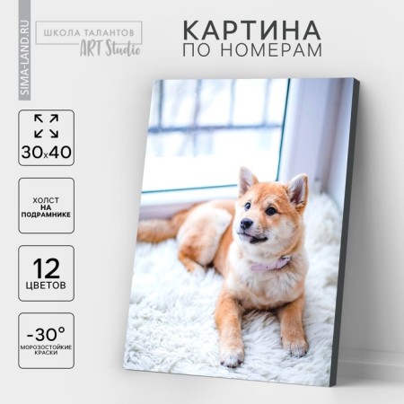 Picture on numbers on canvas with a subframe of the “dog on the carpet”, 40x30 cm