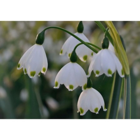 White-flowered Summer Graveti Jayant, 10/12 rr, 5 pcs, 40 h (cm), autumn 2024