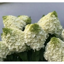 Гортензия метельчатая Мэджикал Монблан, C3 горшок , 1 шт, Лето 2024