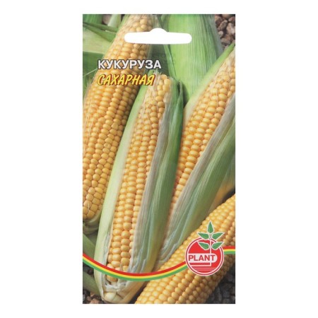 Sugar corn seeds, 5 pcs.