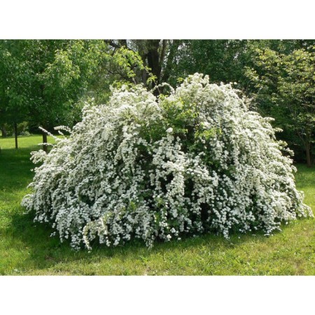 Spirea Van-Tutta, C2 pot, H10-50 Height, 1 pc, summer 2024