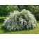 Spirea Van-Tutta, C2 pot, H10-50 Height, 1 pc, summer 2024