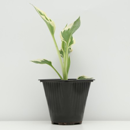 Khosta Fortuna "Patriot", pot C3, 1 pc, spring 2024-1