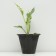 Khosta Fortuna "Patriot", pot C3, 1 pc, spring 2024