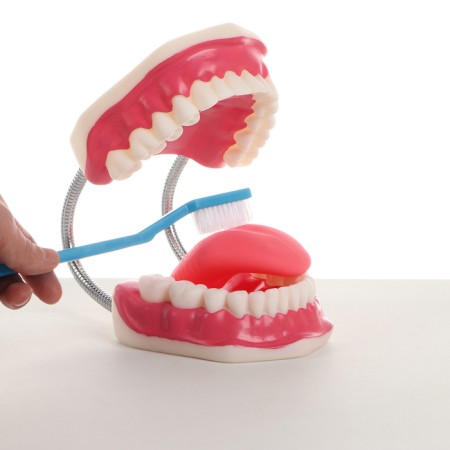 Model "Human Jaw" 21*15*13cm-2