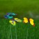 Plug "butterfly Charlene" 3x4cm/30cm, mix