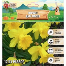 Narcissus Danch Master, river 12/14, 4 pcs, autumn 2024
